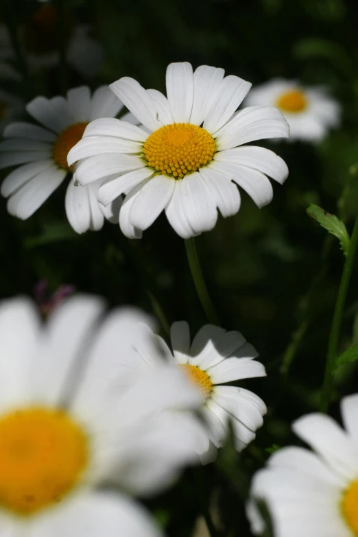 a field of flowers sitting in the middle of a green field