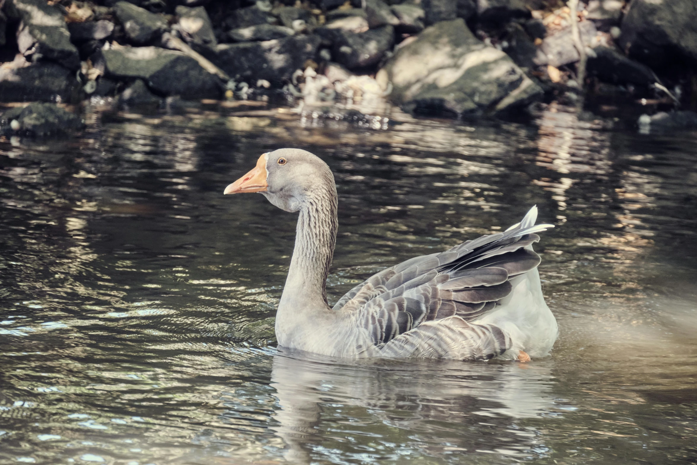 a duck sitting in the middle of the water