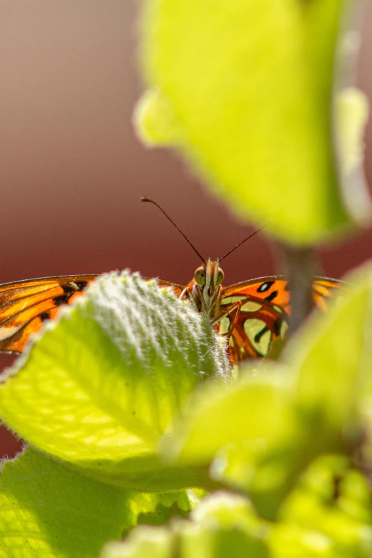 two erflies that are perched on top of a leaf