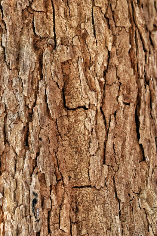 bark on the bark of an old tree