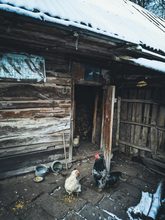 a group of chickens walking outside a wooden house