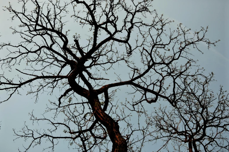 nches against a blue sky during the winter