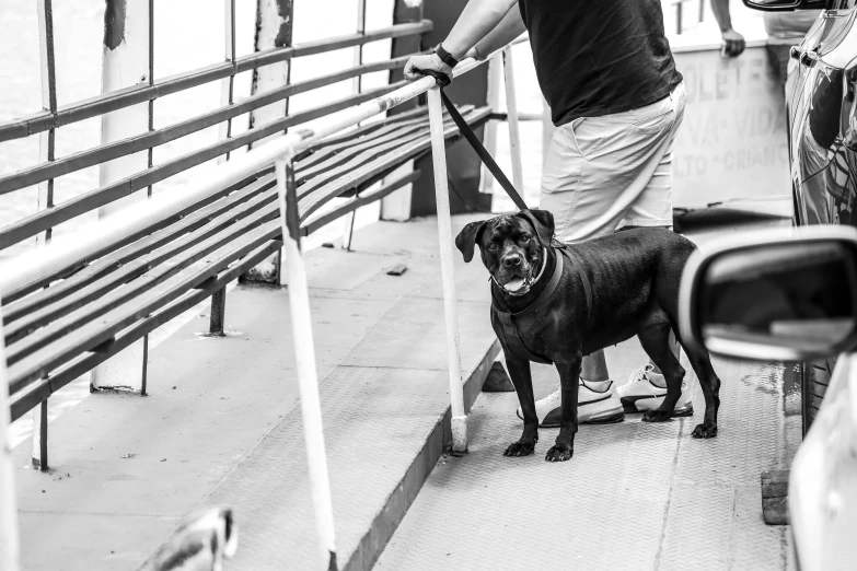 a man on a ferry walking his dog