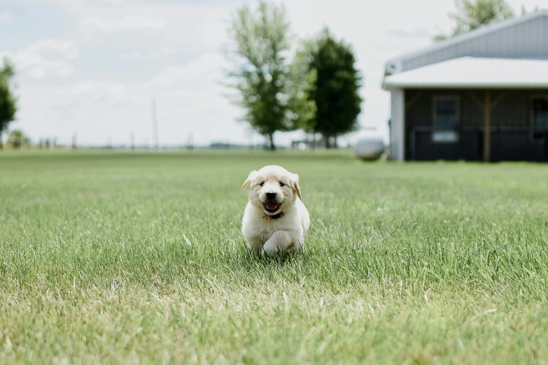 a dog running through a field of tall grass