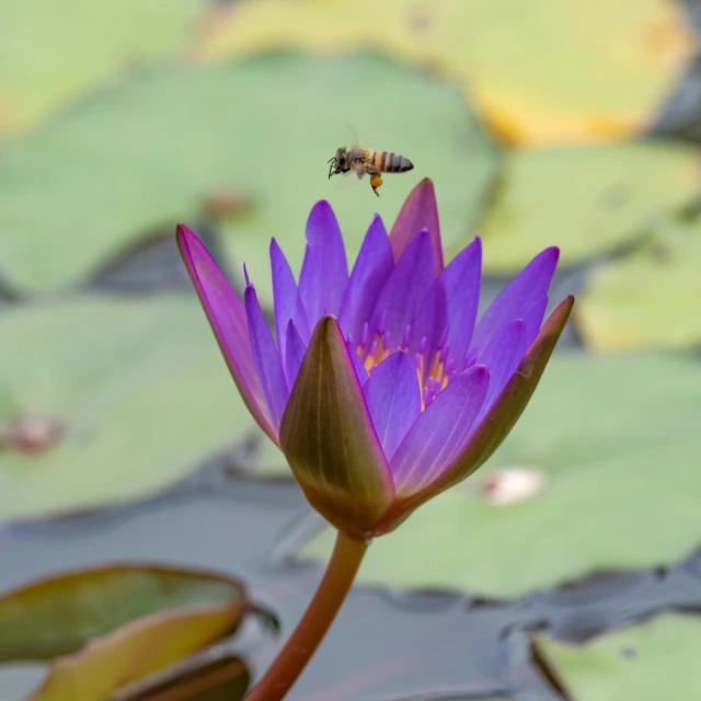 a flower and a bee that are in the water