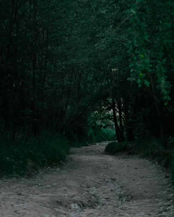 an open dirt road in a wooded area