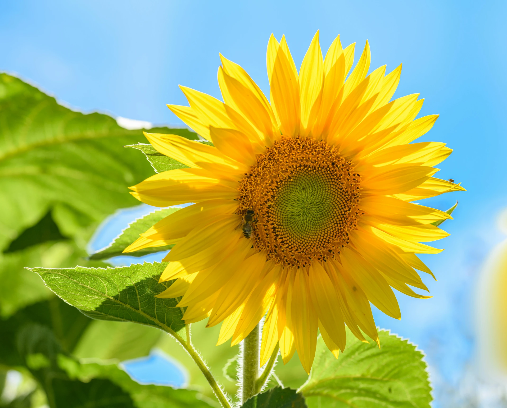 a large yellow sunflower stands out in the sunlight