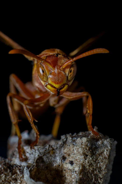 a picture of a insect that is standing on a rock