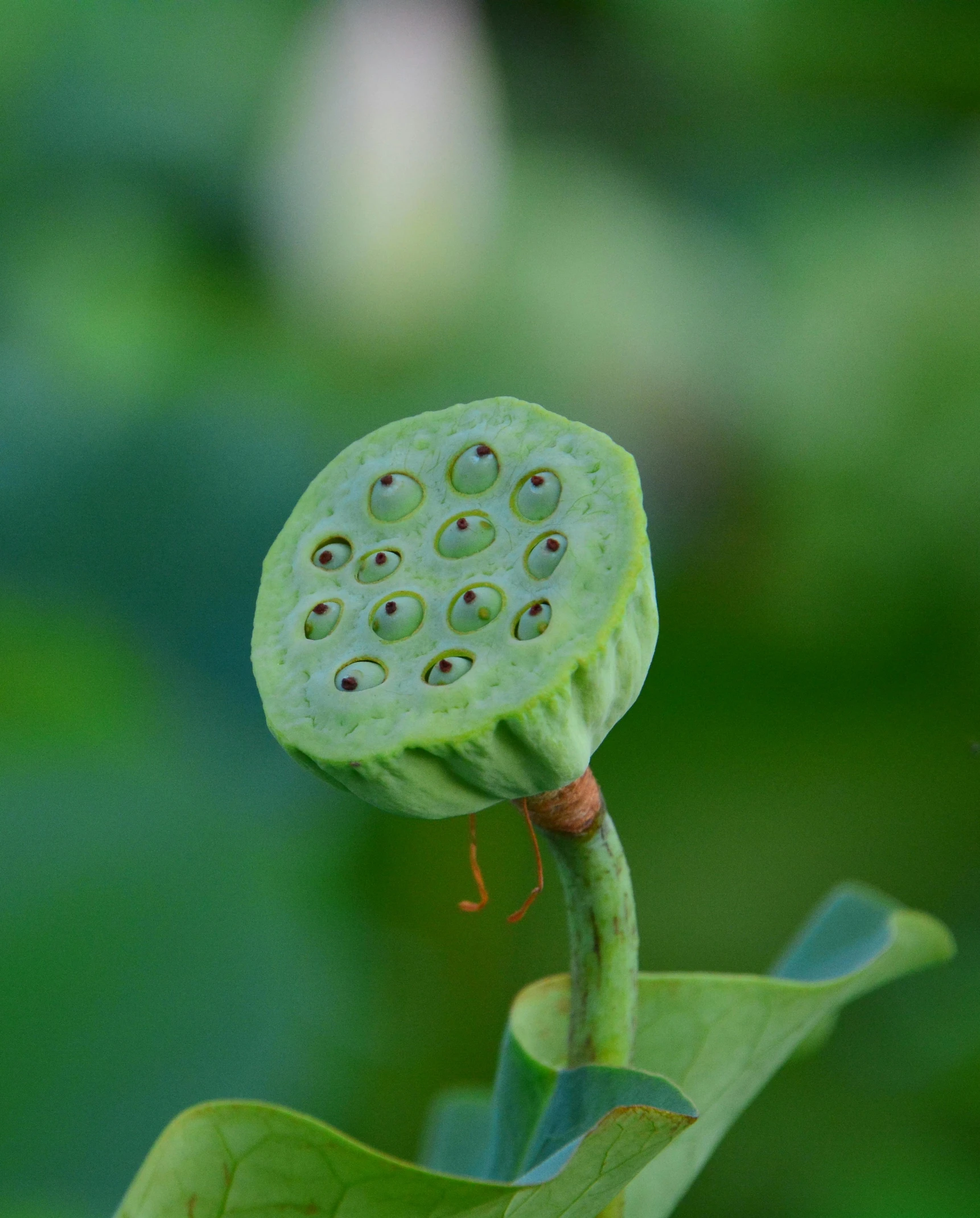 a green leaf is shown with several holes in it