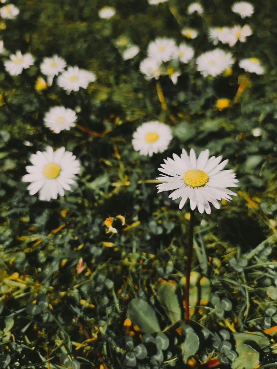 daisies blooming in a field full of grass