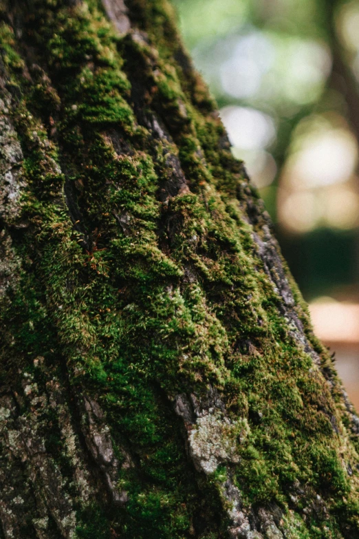 a close up of a tree trunk with green moss