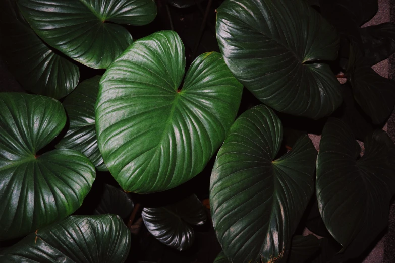 some green leaf on top of a plant