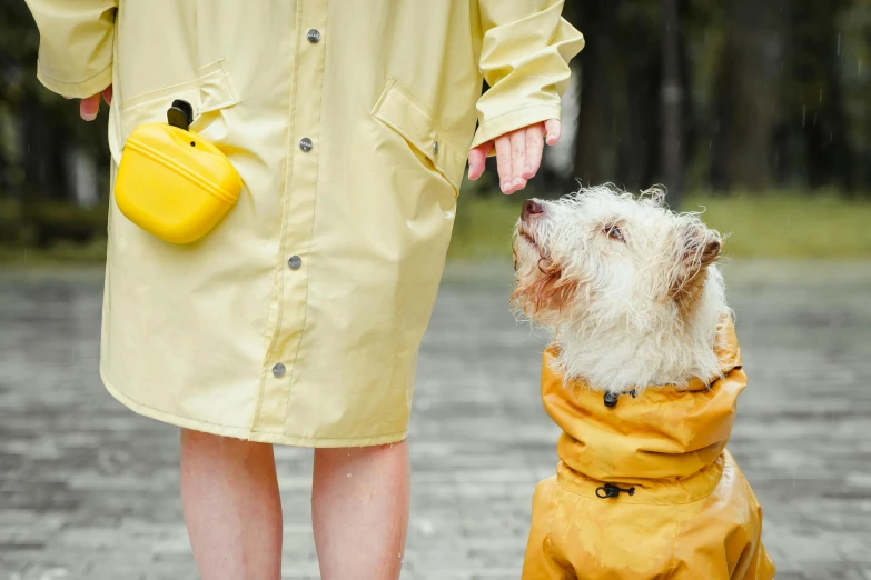 a person walking with a dog wearing yellow