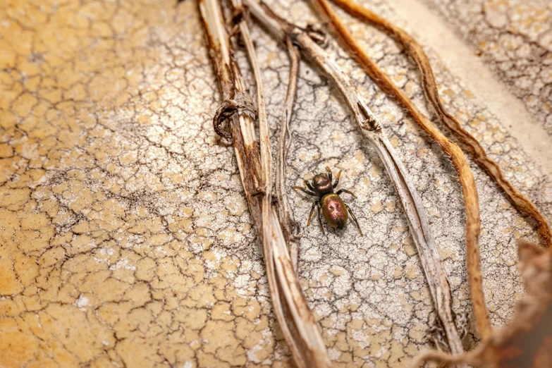 the antelpes are crawling on the surface of the floor