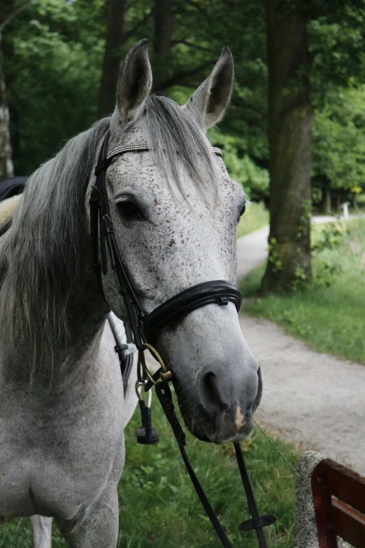 the head of a white horse standing by a tree