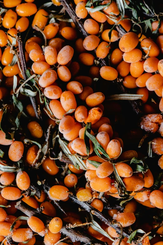 the plant is covered with small, orange fruit