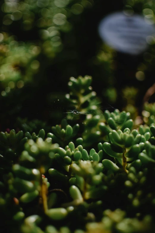 small green plants are growing together in the garden