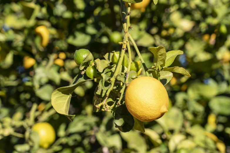 two lemons are growing on a tree in a garden