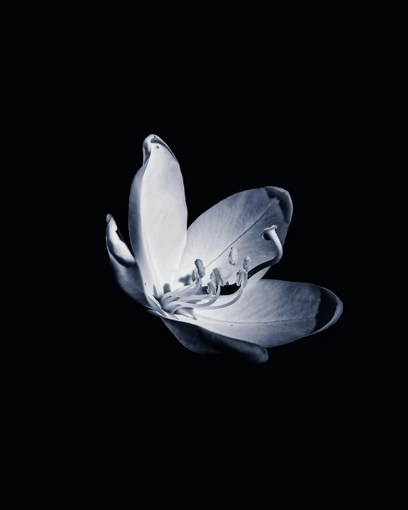 a white flower that is in the middle of black