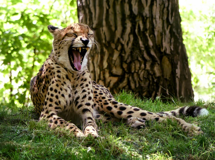 a cheetah sits in the grass, yawning and stretching