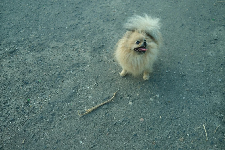 a small white fluffy dog is standing on gravel