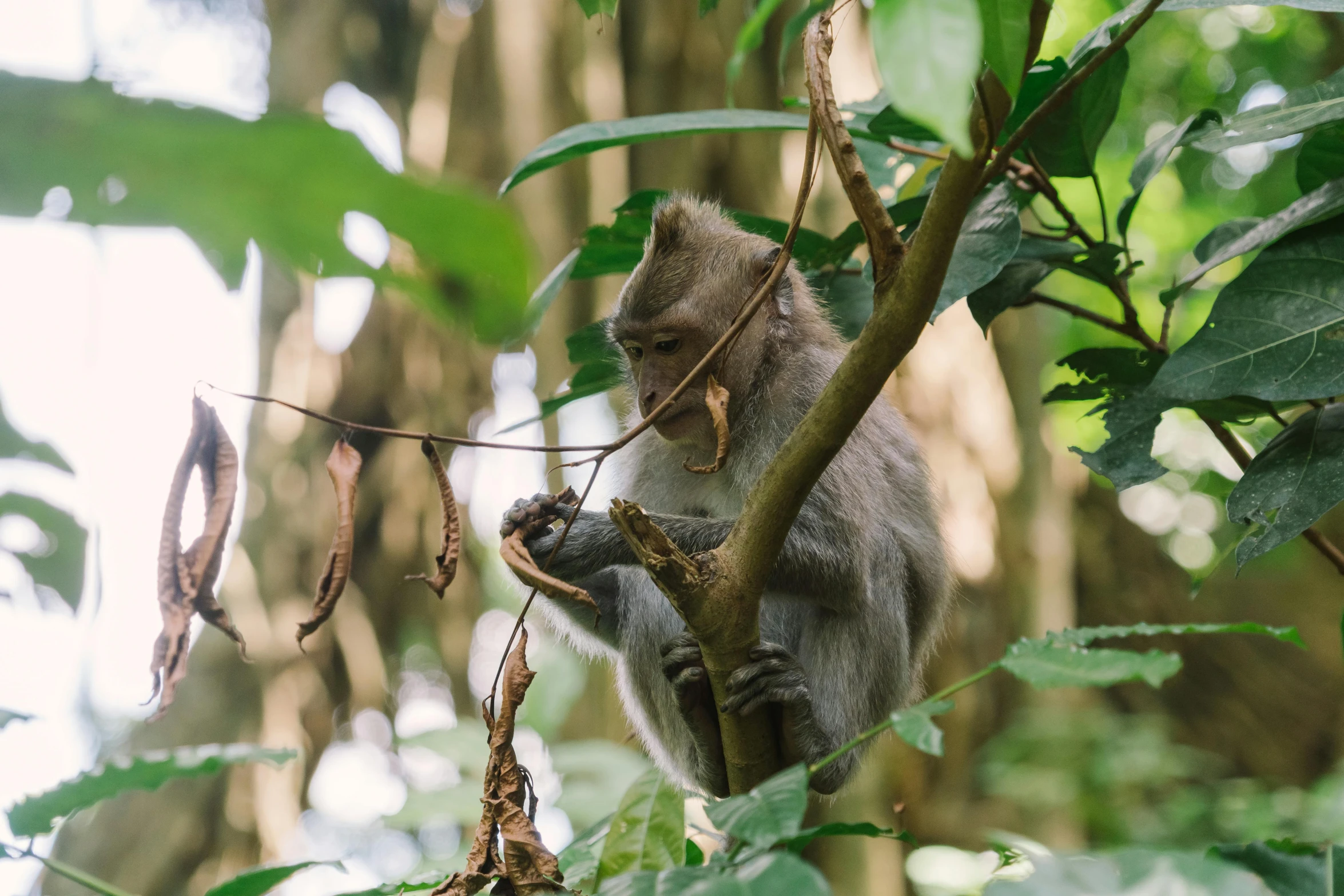 a monkey in the middle of a tree, looking down on the nch