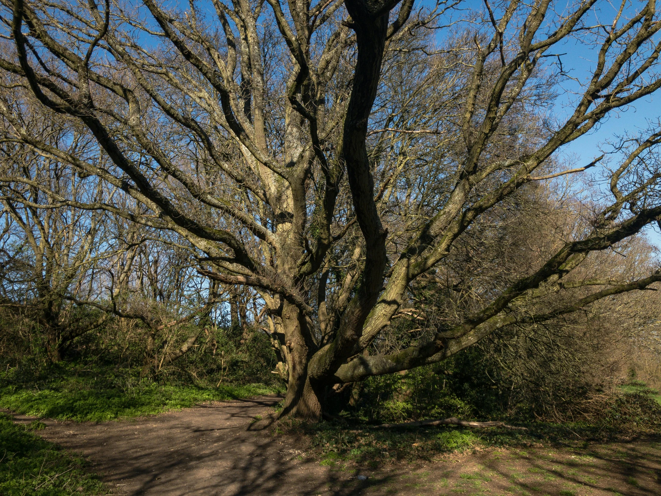 a group of trees are seen in a wooded area