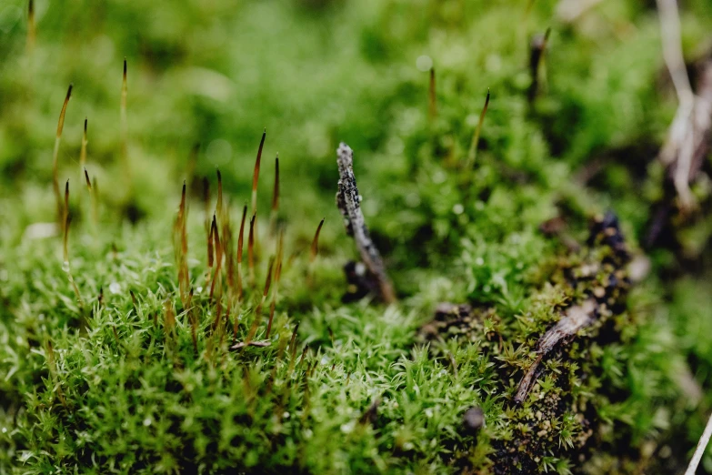 small plant growing on a moss covered rock