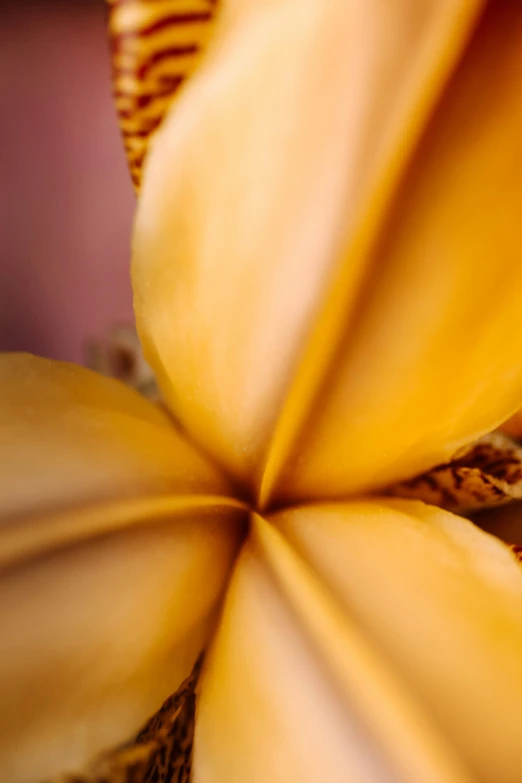 closeup of a flower of yellow color