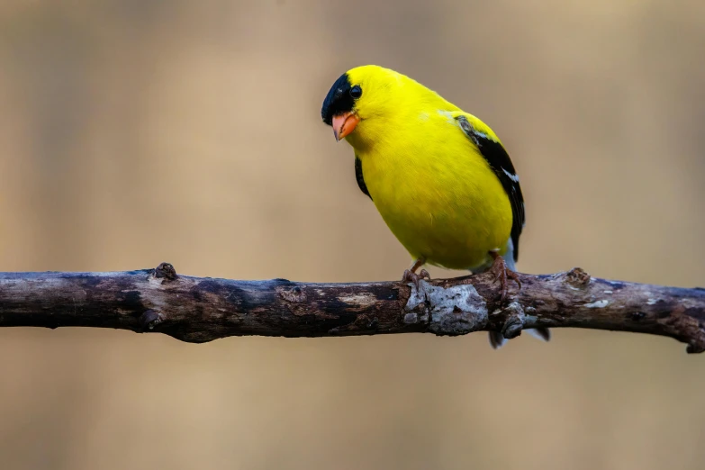 a yellow bird sits on a nch looking off into the distance