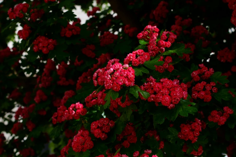 a red bush full of red flowers in the middle of it