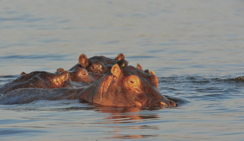 two hippopotamuss in the water, facing away from the viewer