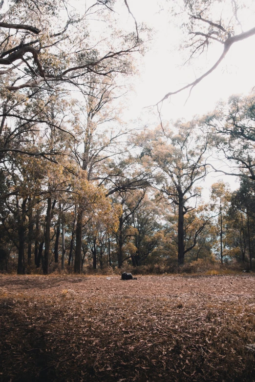 the ground is covered in leaves under the trees