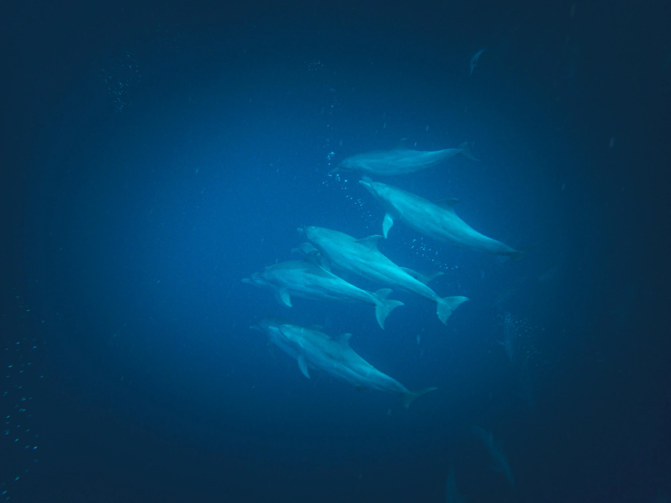 a pod filled with many small blue fish swimming