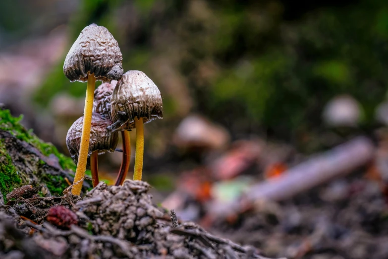 three mushrooms that are standing in the dirt