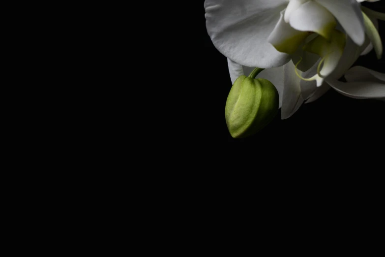 the white flower on the black background has the petals blooming