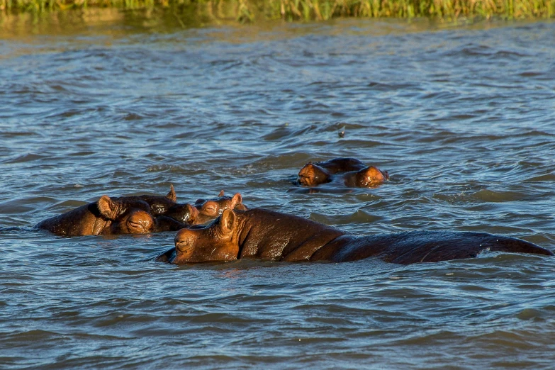 hippos in the water near some tall plants