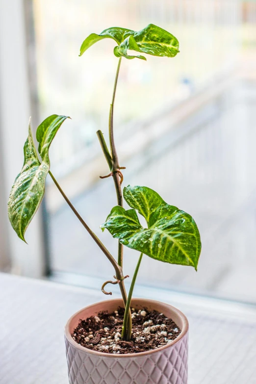 a green plant is growing inside a pink vase