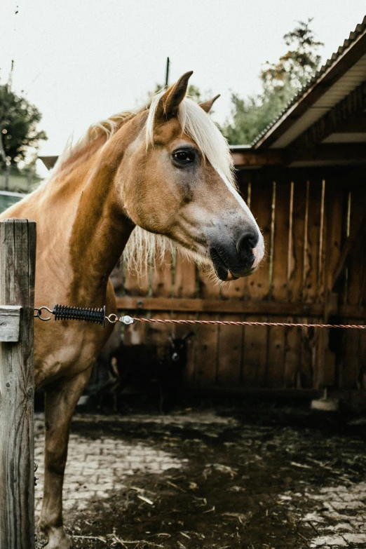 a brown horse with blond hair next to a fence