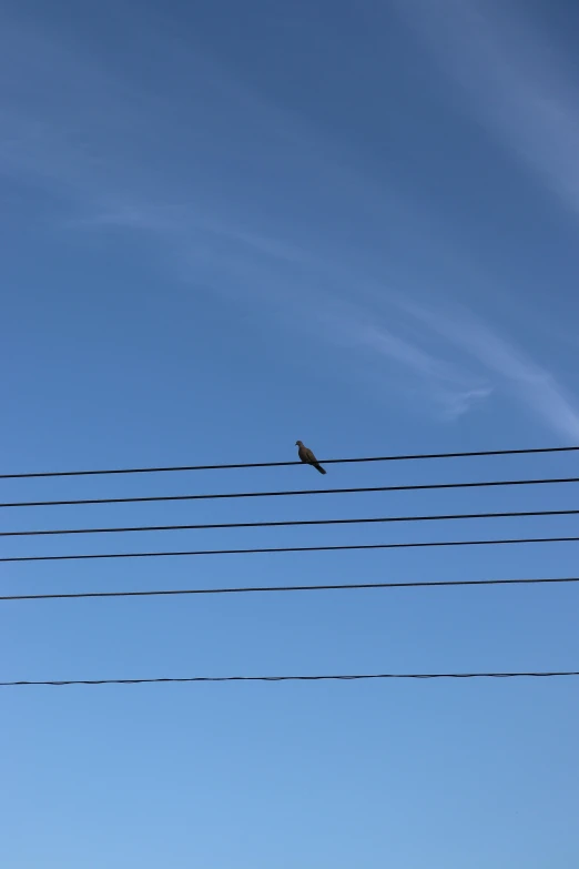 a bird sits on wires as it stands on a clear blue day