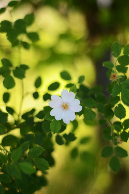 the white flower is blooming from the tree nch