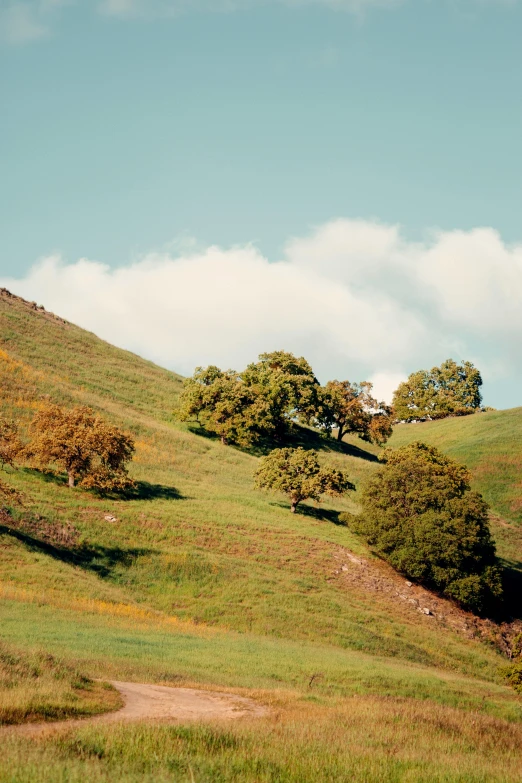 the trees are in the hill by the dirt road