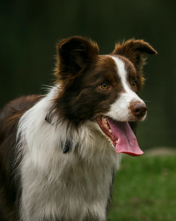 an australian shepherd dog panting with his tongue hanging out