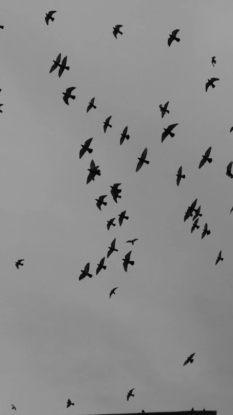a flock of birds flying across a gray sky
