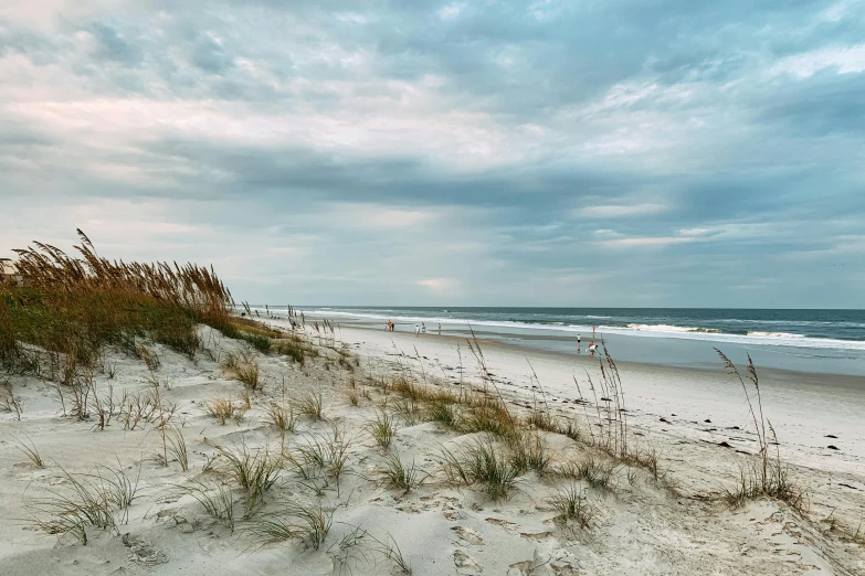 grassy dunes overlook the ocean and the shore