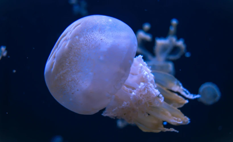 this is a white jellyfish swimming in the ocean