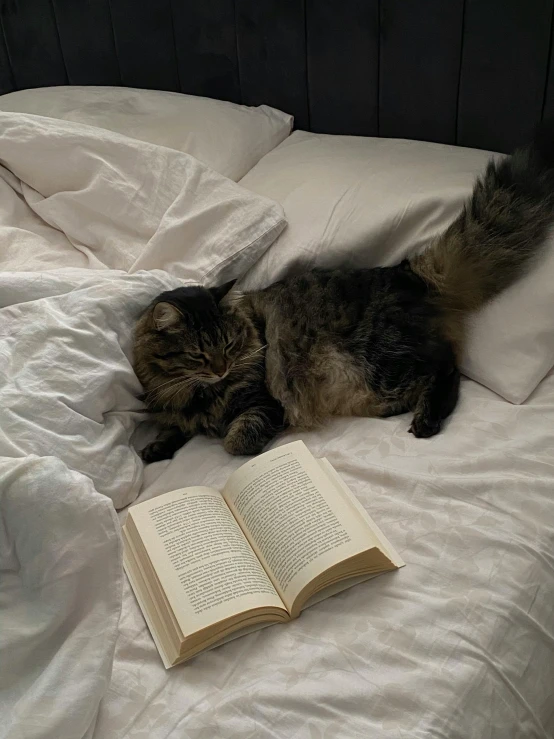 a fluffy cat laying on a bed with an open book