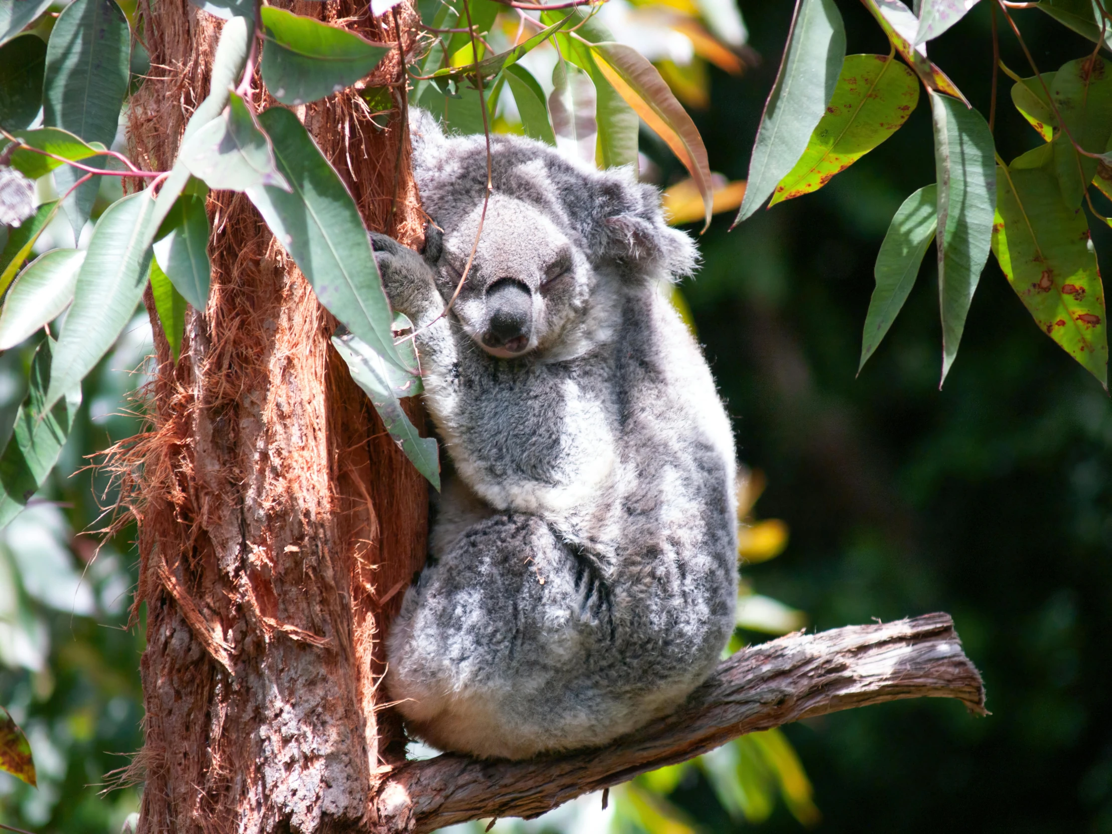 a baby koala sits in a tree