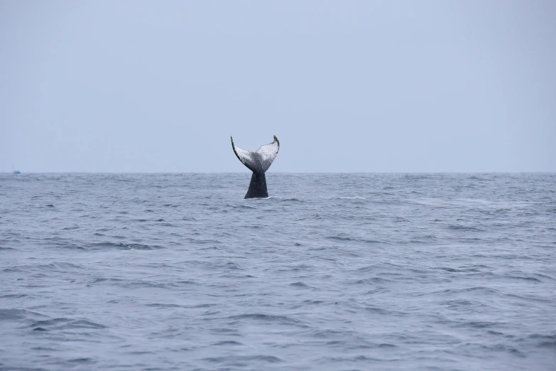 a bird perched on the back of a whale's tail