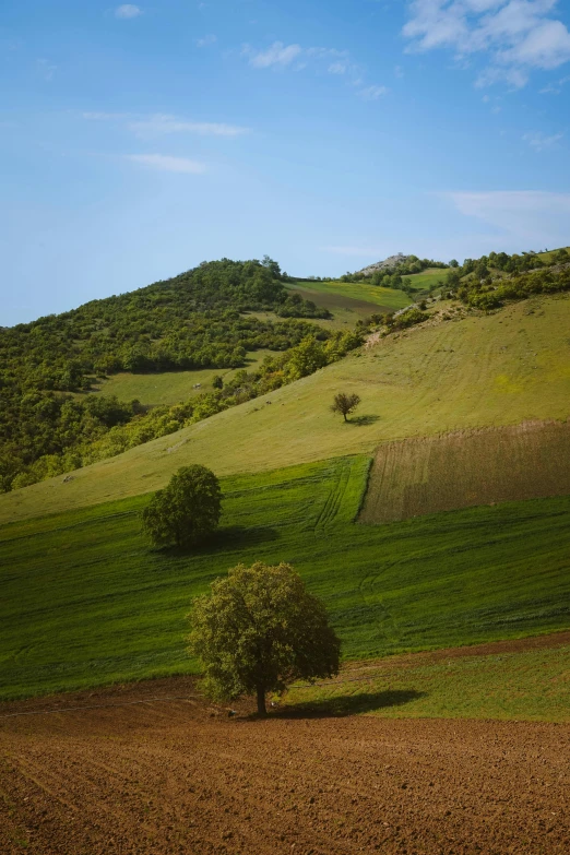 the grassy landscape and mountain in the background